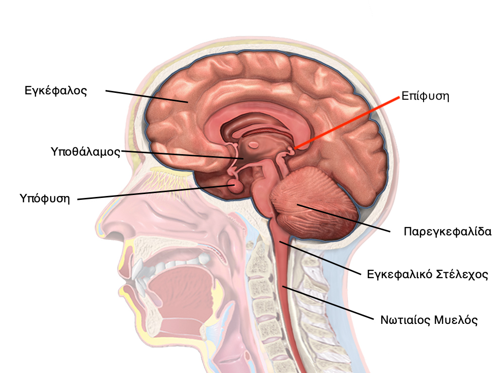 Μέση οβελιαία τομή του εγκεφάλου 